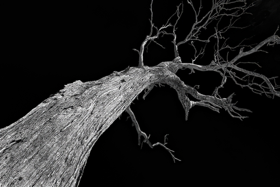 A Dead TreePhotography by Wendy Stanford